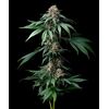 Mendo Breath, Фасовка: 3